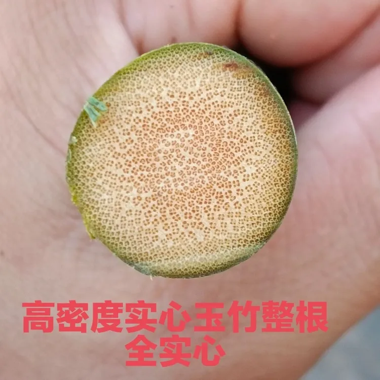支持三农发展抚州红心满密实心种苗