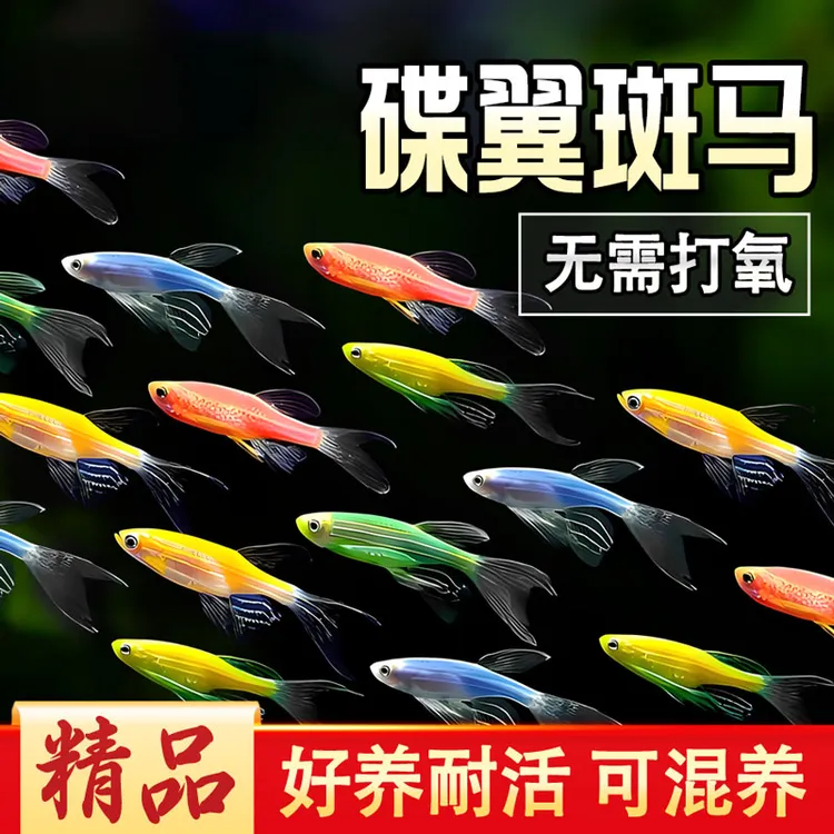 【蝶翼斑马鱼】荧光斑马鱼糖果斑马养死算我输懒人鱼观赏鱼