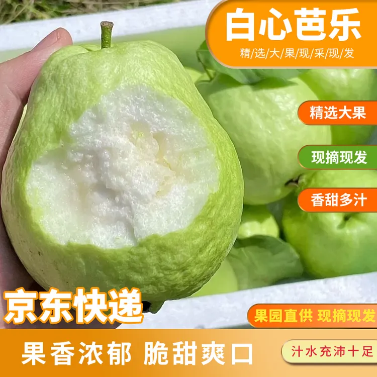 新鲜5斤芭乐/番石榴 细腻软糯香甜 低卡轻脂果香浓郁 多品种挑选