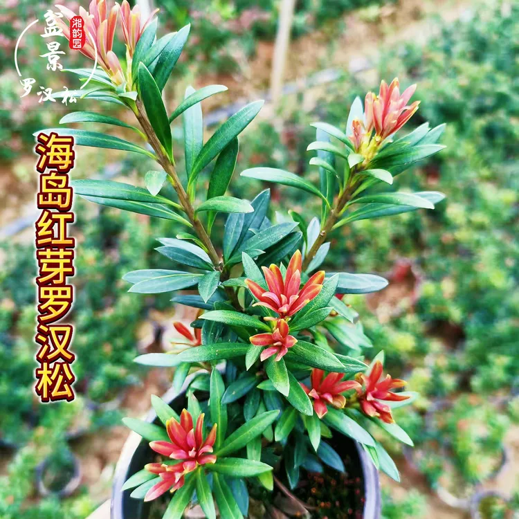 正宗新款海岛血松红芽红宝石罗汉松四季盆景庭院绿植小型盆栽