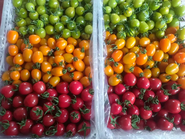 【当天现摘】青甜口感小番茄绿色千禧圣女果水果小柿子青田二号