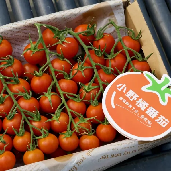 小野橘风味儿小番茄 2斤礼盒装小酒窝番茄