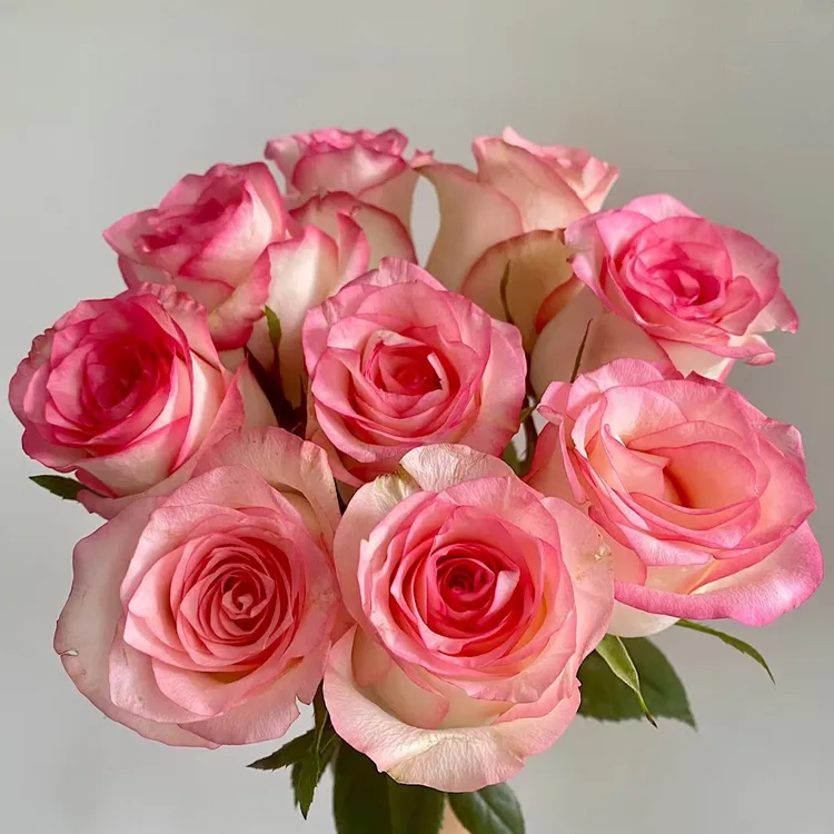 【3颗包邮】艾莎月季玫瑰花苗盆栽特大花月季小苗阳台庭院