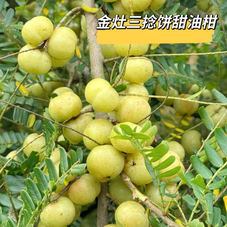 金灶三捻饼甜油柑生吃酥脆回甘不甜也可榨汁煲汤