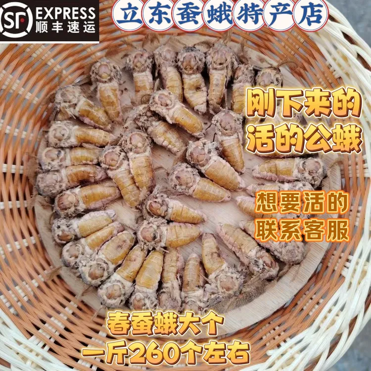 25年东北特产雄蚕蛾带鹅毛雄蚕蛾脱毛公蛾活体速冻真空发货顺丰