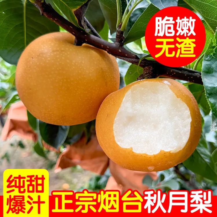 烟台莱阳秋月梨新鲜冰糖梨当季水果现摘超甜大果皮薄中秋