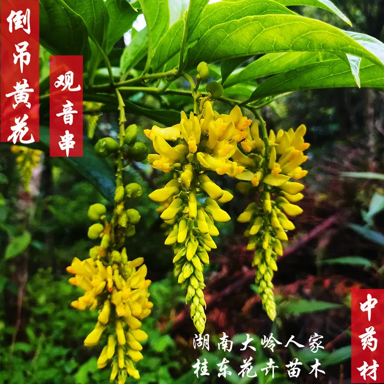 中药材黄花倒水莲苗黄花远志观音串倒吊黄观赏盆栽四季可种植