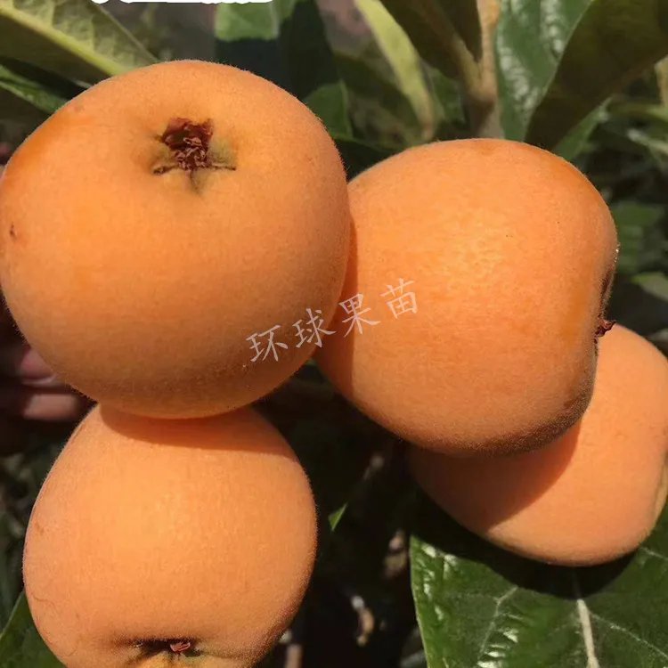 枇杷苗 大五星枇杷苗 带土带叶