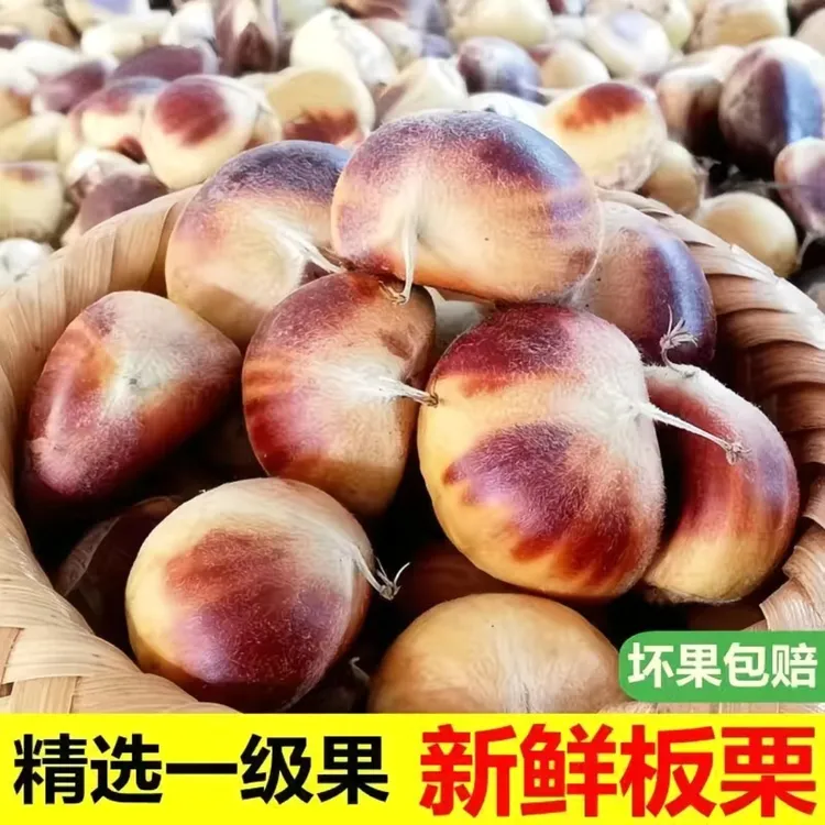 2025正宗罗田板栗新鲜现货板栗带壳嫩板栗红白花壳油栗子现摘现发