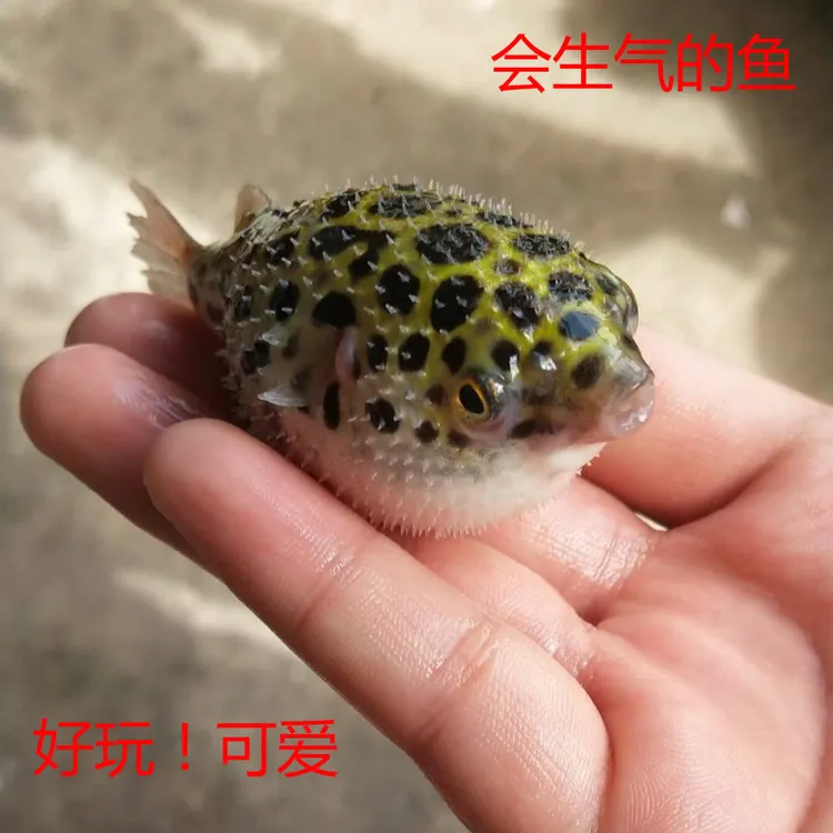 河豚鱼潜水艇小型巧克力娃娃狗头淡水热带观赏宠物活体会生气的鱼