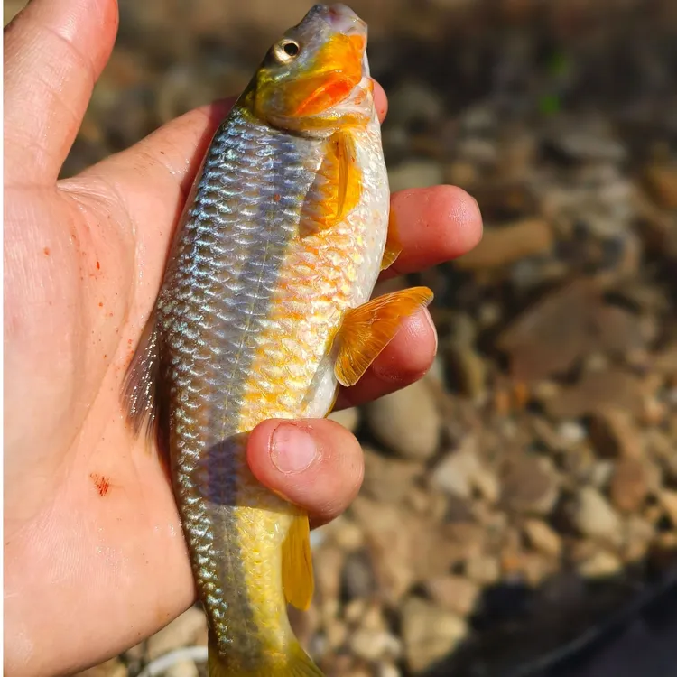 野采黄腹溪石斑 冷水鱼 光唇鱼 观赏鱼 活体发货 野生溪流鱼