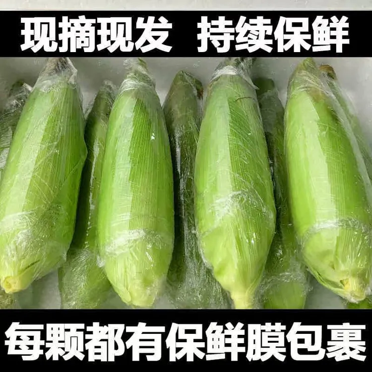 脆甜水果玉米爆浆黄金玉米棒苞谷棒农家自种带壳新鲜蔬菜产地直发