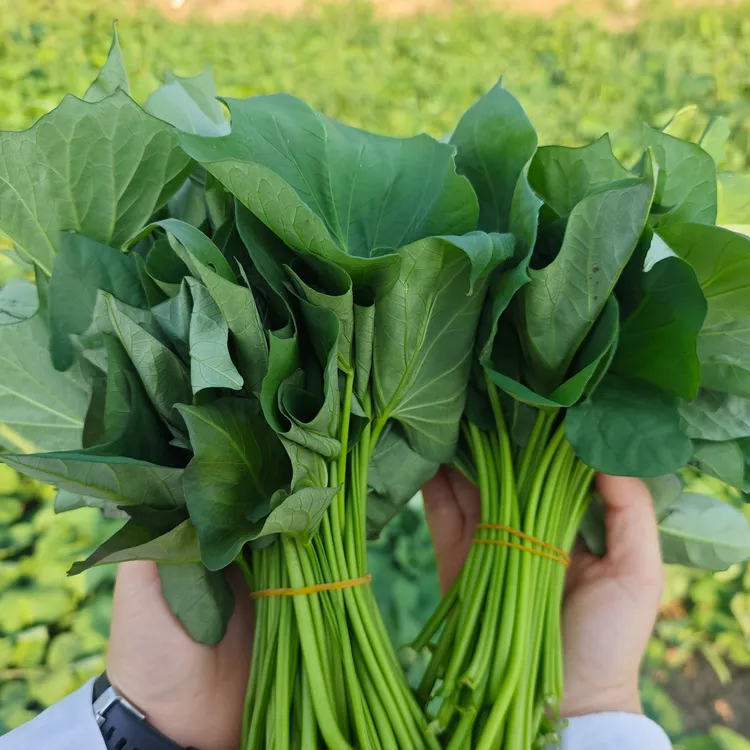 理想田园 新鲜红薯叶 天然蔬菜当季地瓜叶