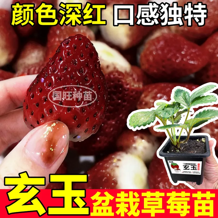 耐寒抗冻玄玉草莓秧苗带土盆奶油红颜真红美玲天使ae大果当年结果