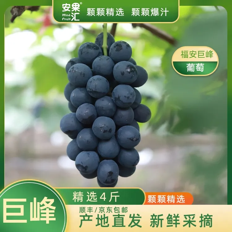 【顺丰包邮】福安巨峰葡萄当季新鲜水果果肉饱满带箱4斤鲜甜爆