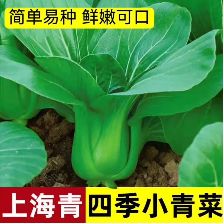 【正宗上海青种子】小青菜四季油菜种籽阳台盆栽家庭菜籽蔬菜种子