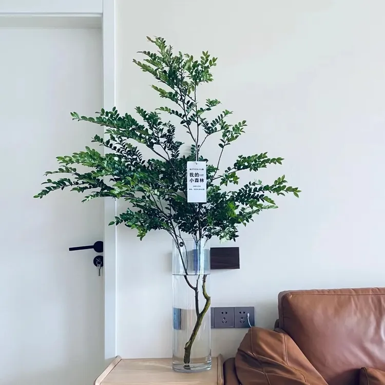 美男树水培植物鲜切枝室内好养四季无土纯水培绿植水养马醉木吊钟