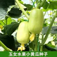 玉女水果黄瓜种子脆甜拇指小黄瓜种籽四季秋阳台盆栽易种蔬菜种子