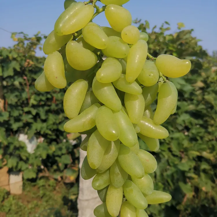 正宗大泽山金手指葡萄现摘现发顺丰包邮1-3斤