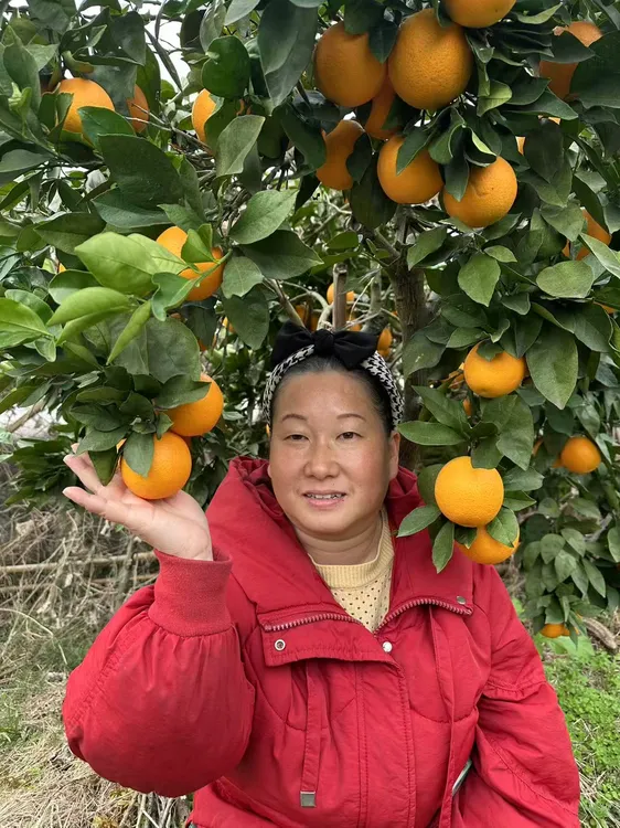 麻阳冰糖橙9斤包邮