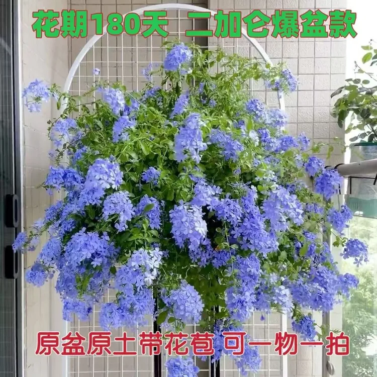 耐热耐晒蓝雪花盆栽庭院阳台四季开花容易爬藤的观赏植物树苗盆栽
