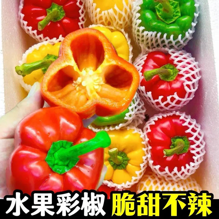 圆椒五彩椒柿子椒辣椒灯笼椒红黄彩椒产地现摘