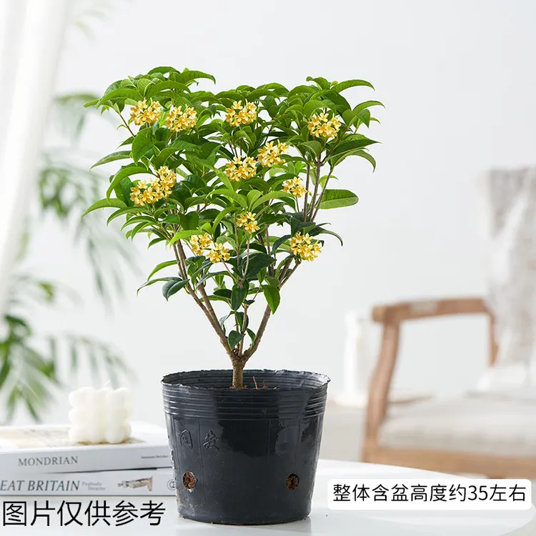 桂花花卉盆栽开花芳香美观易活四季常绿客厅阳台庭院桌面老桩树苗