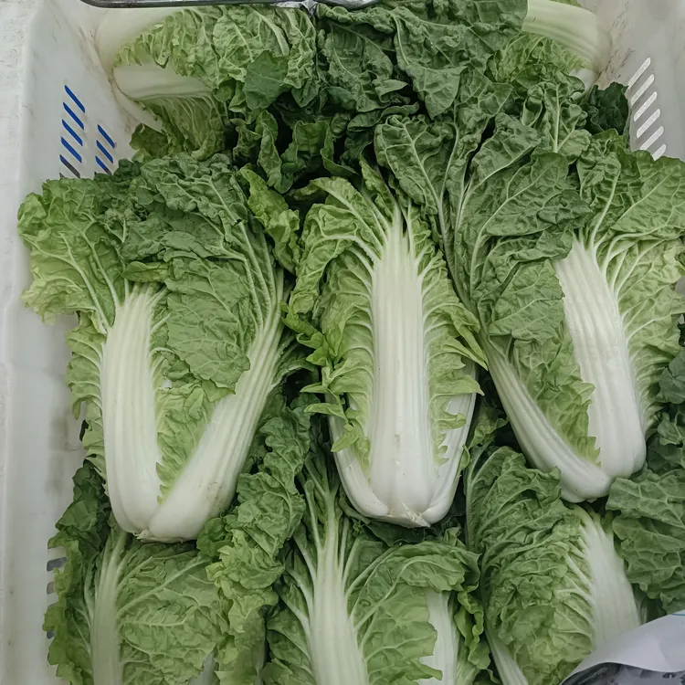 潮蔬潮味【潮汕本地老品种皱叶白菜】3斤装新鲜采摘绿色农家蔬菜