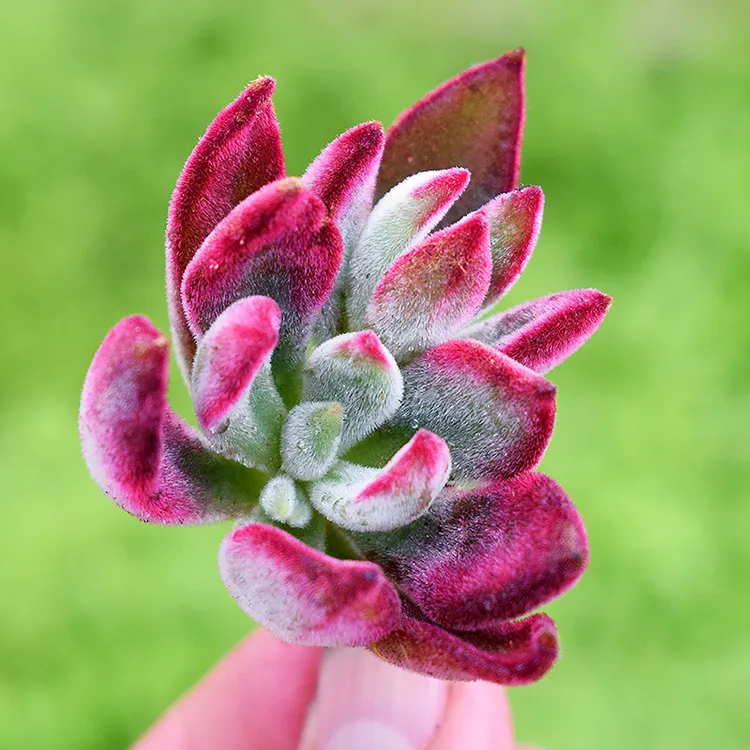 绿植桌面花卉批发基地发货多肉植物锦晃星室内盆栽景观植物柱形品