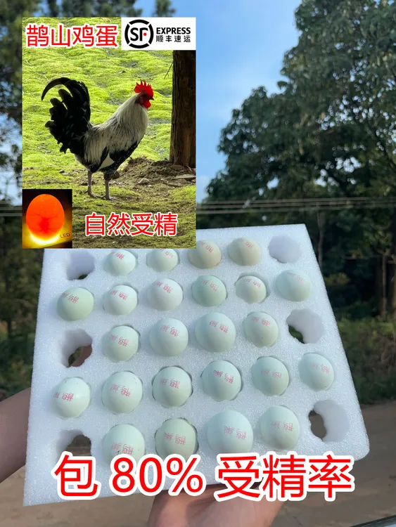 鹊山鸡绿壳包自然受精现捡现发顺丰速运