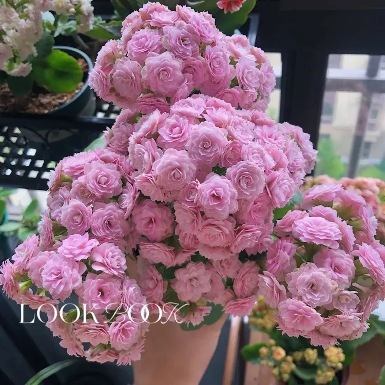 【朱丽叶】110盆粉色重瓣大花