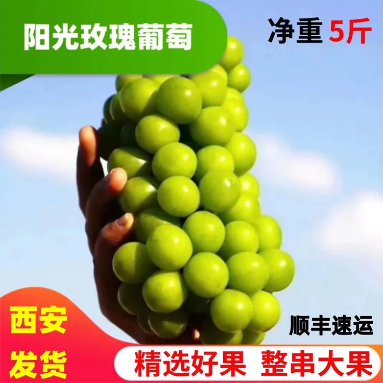 正宗阳光玫瑰葡萄新鲜采摘应季水果多汁香甜