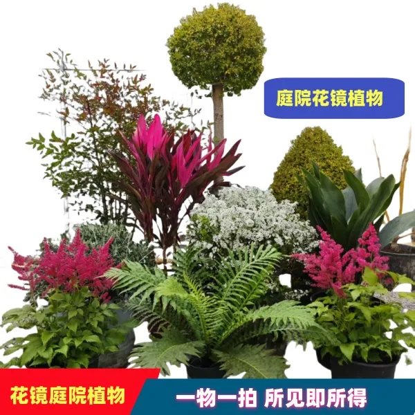 花镜庭院植物耐寒耐热亮晶冬青球朱焦玉簪蕨类松柏棒棒糖迷迭香等