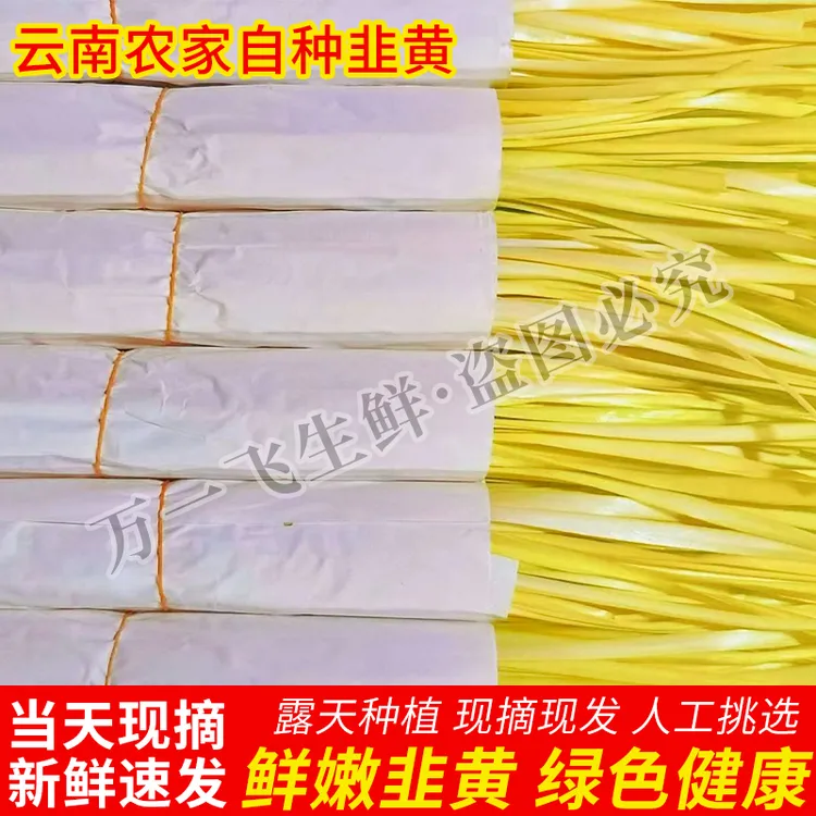 韭黄新鲜云南农家蔬菜基地当季应季时令蔬菜每日现割现发