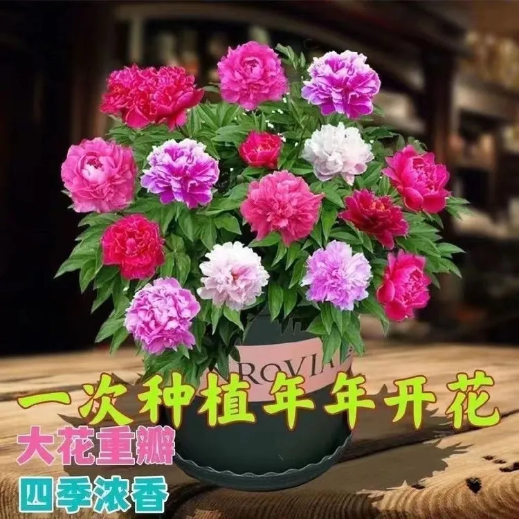 重瓣芍药花苗带芽根块四季花卉多年生庭院浓香花植物盆栽绿植耐寒
