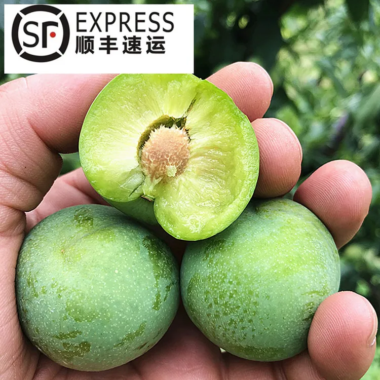 果可2（顺丰冷链) 九月蜜脆李汶川茂县晚熟青脆脱骨李3/5斤装现摘
