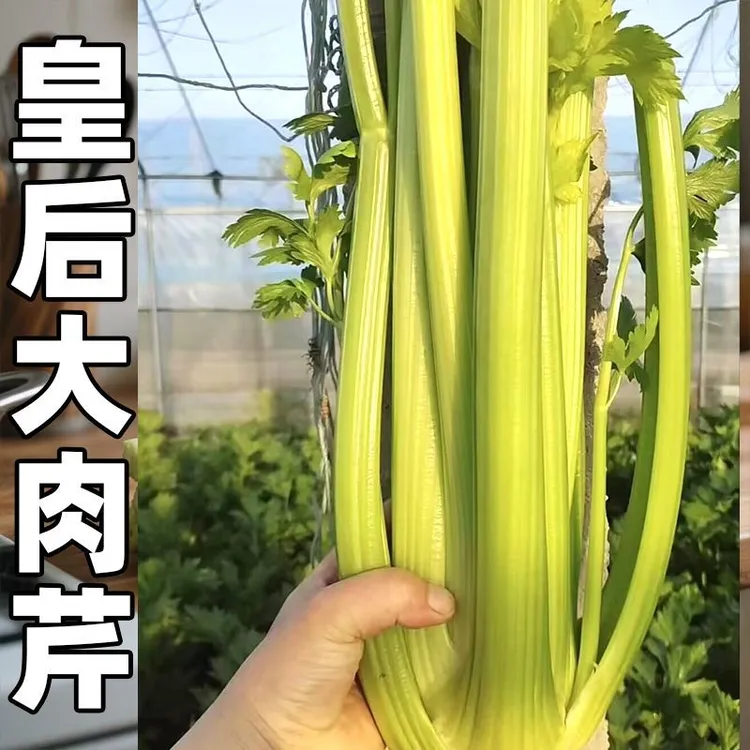 四季可种香味浓郁的水果西芹苗阳台盆栽蔬菜苗