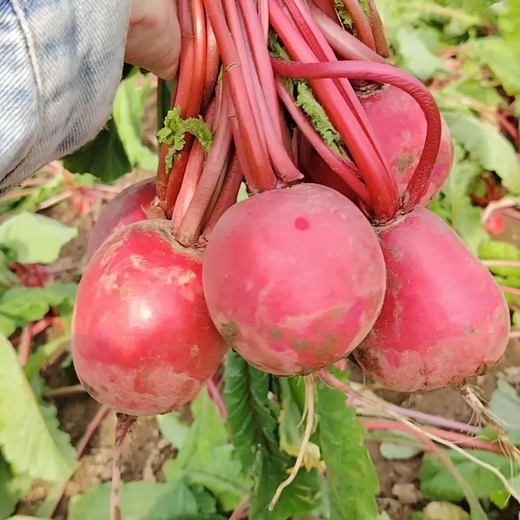 红皮萝卜湖北特产农家红萝卜新鲜露天种植红皮白心萝卜泡菜水萝卜