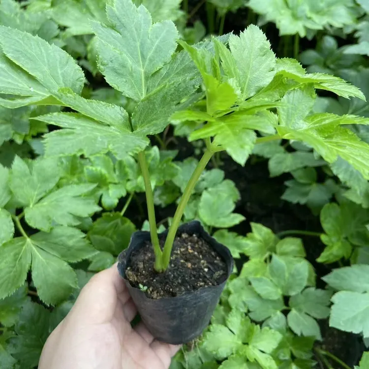 咸草长寿草原土小盆栽小苗 新鲜发货四季可种易成活四季可种