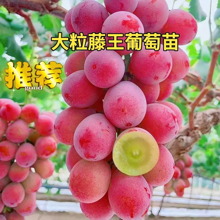 藤王红蜜王.藤王黑蜜王.藤王青蜜王葡萄树（爬藤快的）南北方都能种