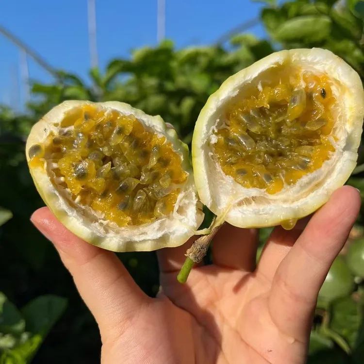 钦蜜九号百香果当季水果酸甜多汁新鲜水果百香果