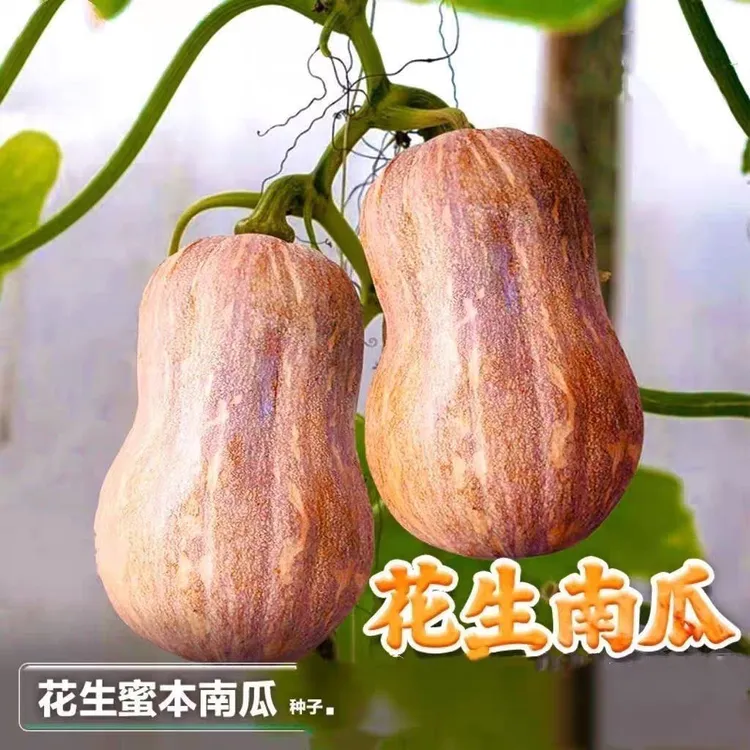 （坏了包赔）河南当季新鲜小金香南瓜粉糯香甜现摘现发花生南瓜