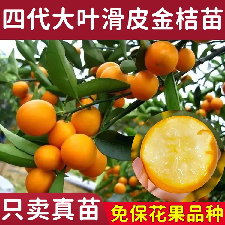 第四代金桔树苗广西融安金桔嫁接带土叶盆栽新品种脆蜜脆皮金桔苗