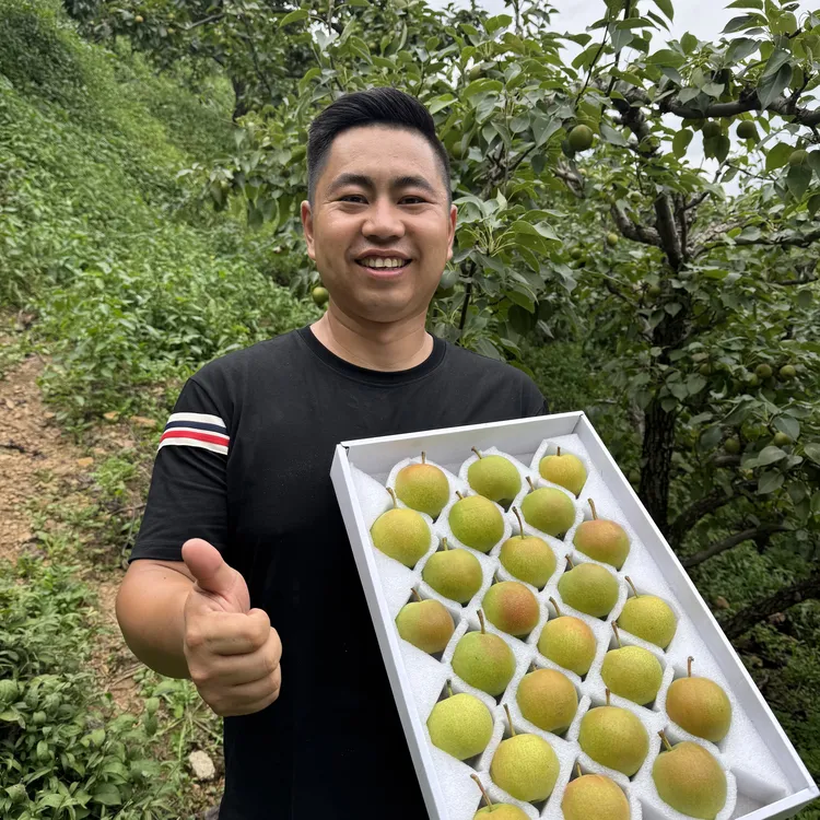 辽宁海城特产-南果梨，产地海城什司县，专属礼盒，包邮坏果包赔