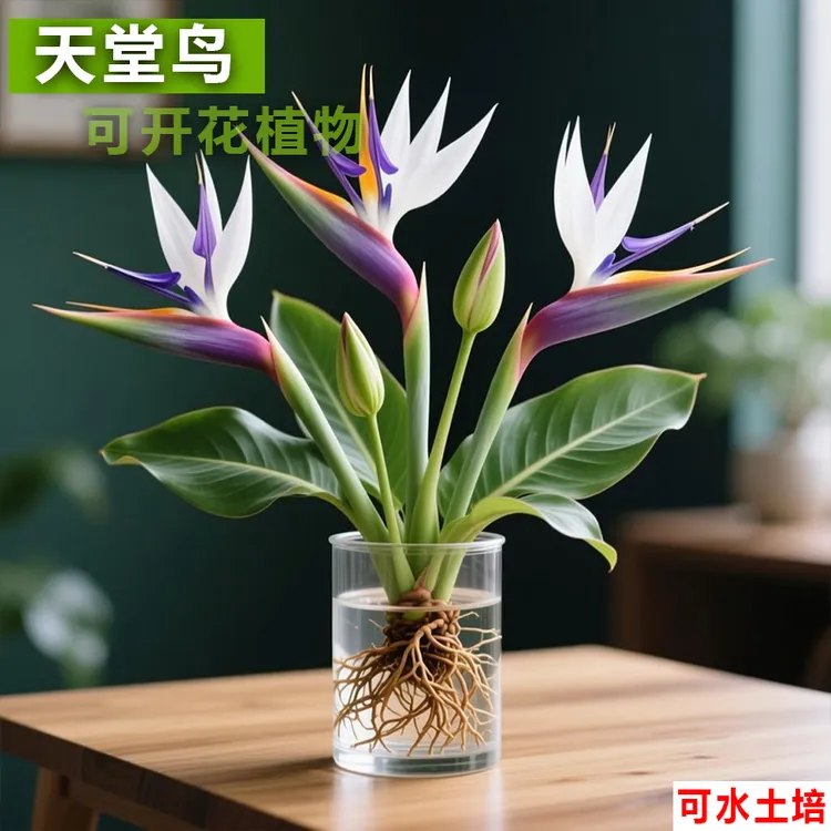 紫白天堂鸟盆栽水培花卉室内水培花卉盆栽办公室绿植好养庭院阳台