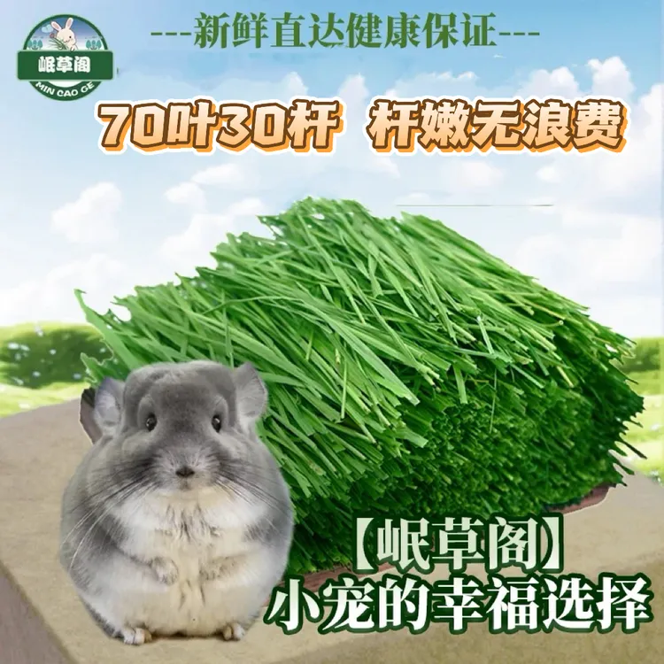 【精致兔妈必备】25年烘干提摩西草北提兔兔荷兰猪龙猫饲料兔粮干草