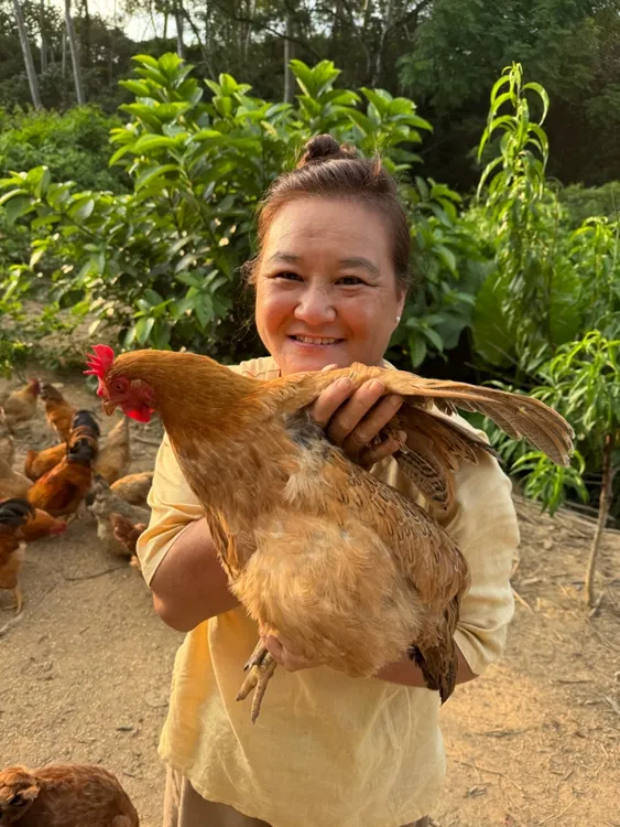 广东阳春农村自家走地鸡母鸡土鸡 省内顺丰包邮 净重2.5～3.5斤