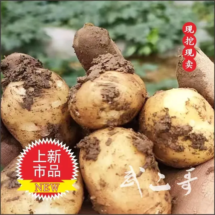 恩施小土豆高山本地马尔科黄心土豆软糯当季新鲜蔬菜洋芋马铃薯