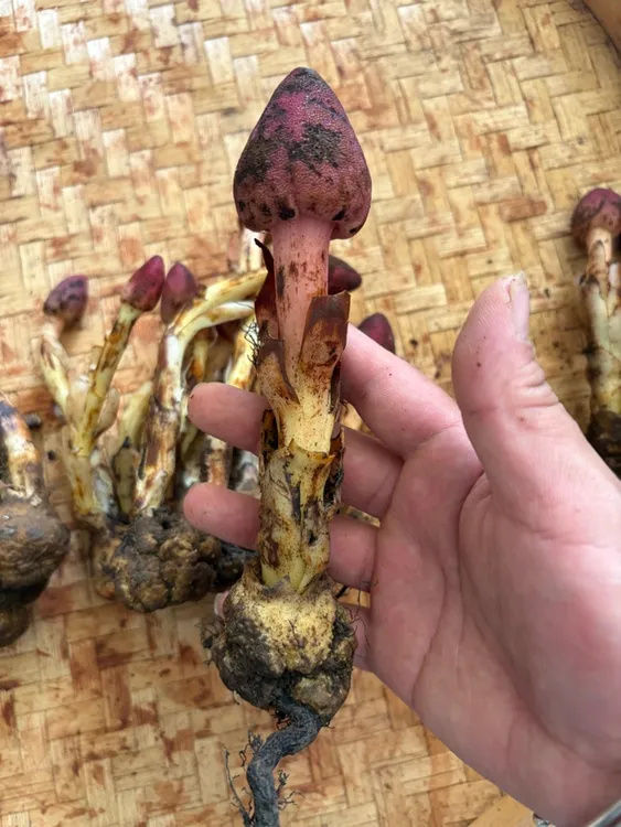 云南深山文王一支笔小红草煲汤煮水泡酒