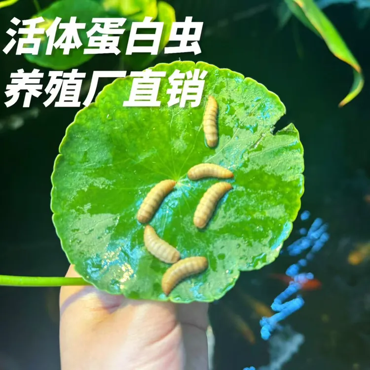 鱼饵钓鱼鱼食野钓饵新型黄辣丁鲫鱼罗非通钓饵料